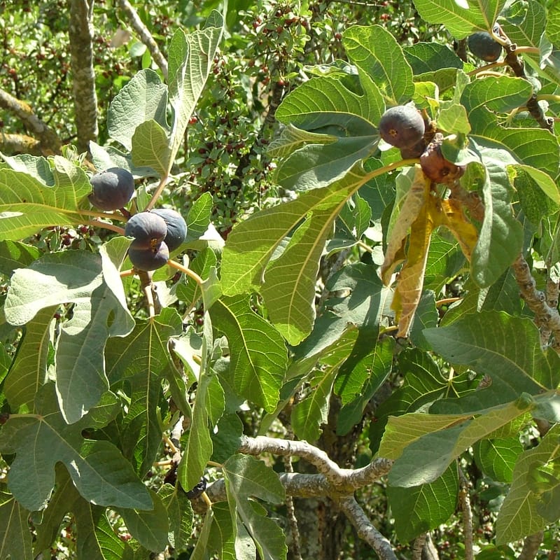 Fig