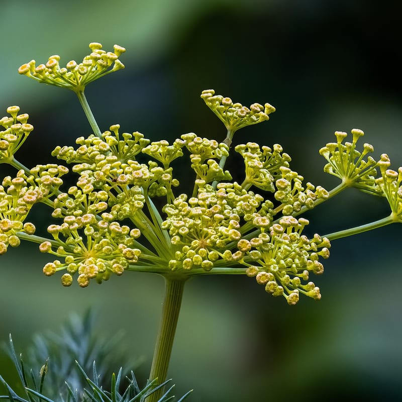 Dill