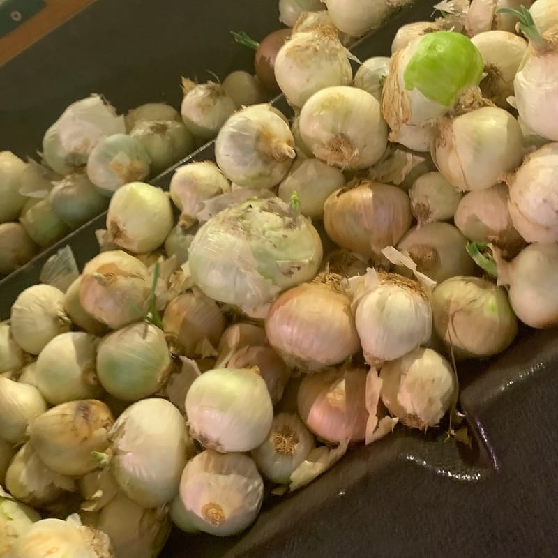 White Onion