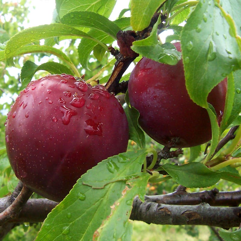 שזיף