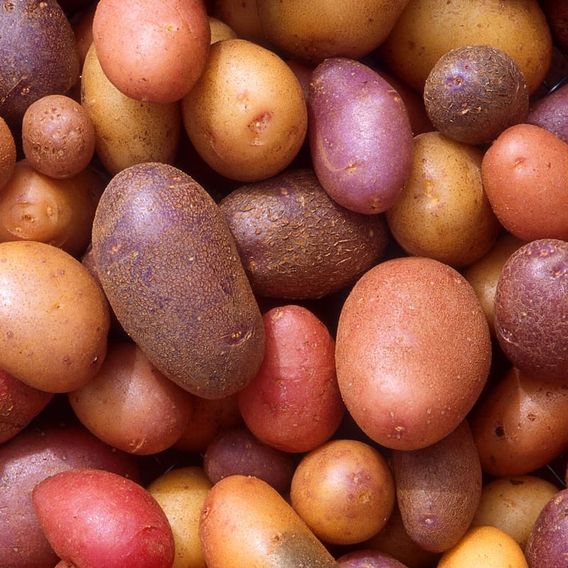 White Potato
