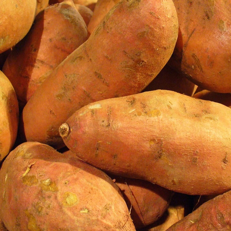בטטה כתומה